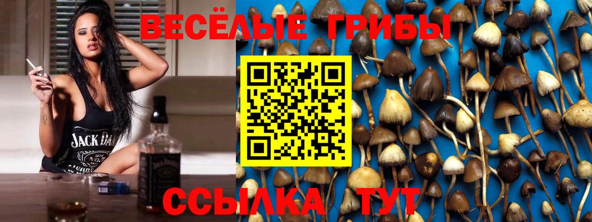Галлюциногенные грибы Psilocybe Бузулук